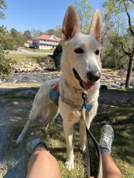 Reunited Female Dog last seen N McDonough Rd and Morris Mill RD, Griffin, GA 30223