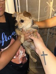 Found/Stray Male Dog last seen Coors and fortuna, Albuquerque, NM 87121