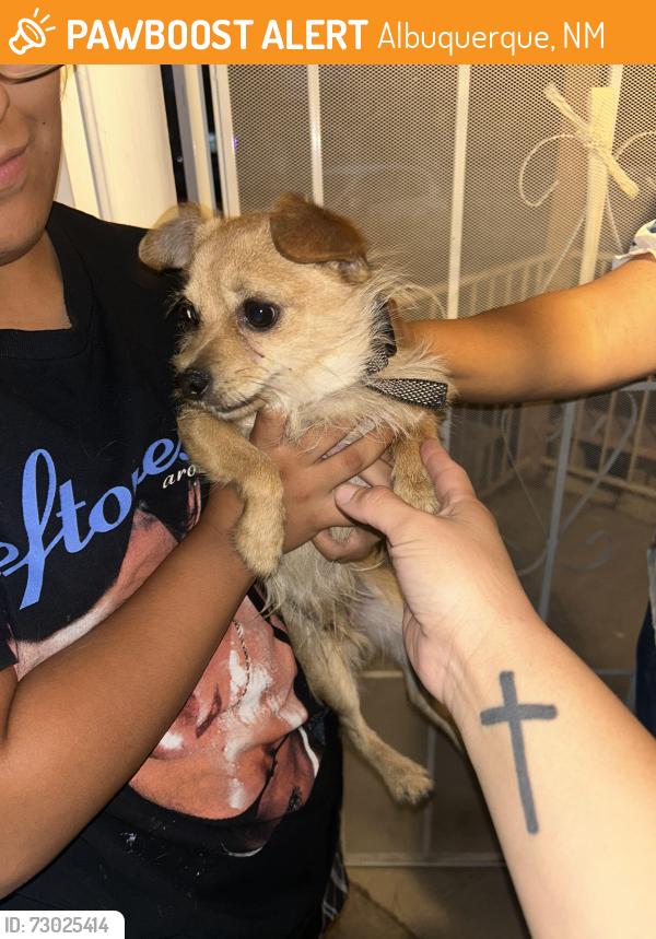 Found/Stray Male Dog last seen Coors and fortuna, Albuquerque, NM 87121