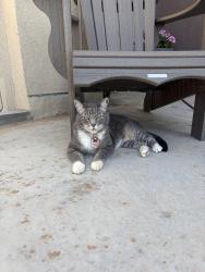 Lost Female Cat last seen Lone star and Vista Grande, Los Lunas, NM 87031