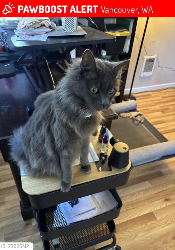 Lost Male Cat last seen Mill Plain & Grand, Vancouver, WA 98661