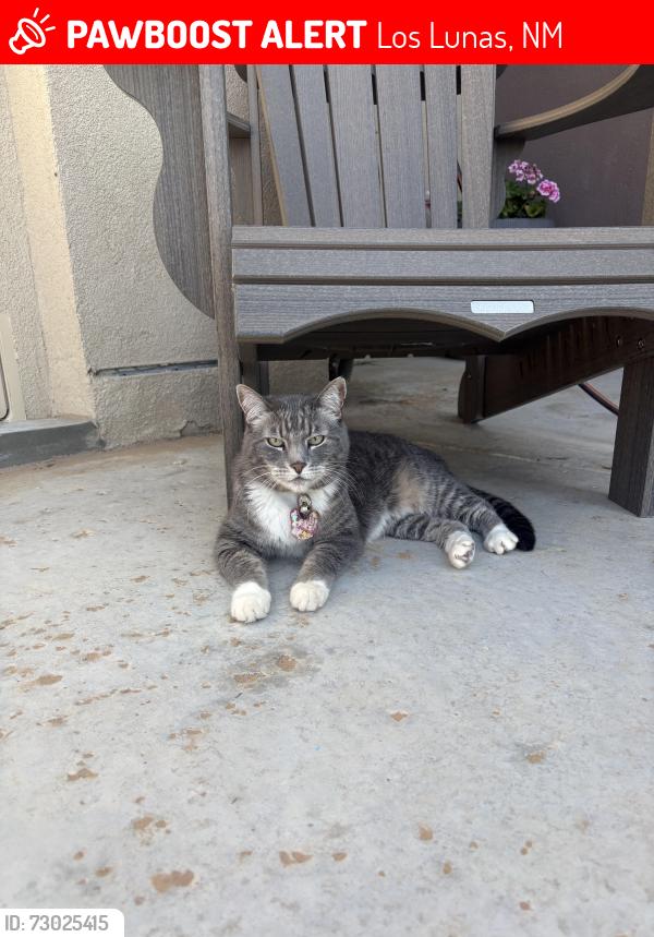 Lost Female Cat last seen Lone star and Vista Grande, Los Lunas, NM 87031