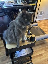 Lost Male Cat last seen Mill Plain & Grand, Vancouver, WA 98661
