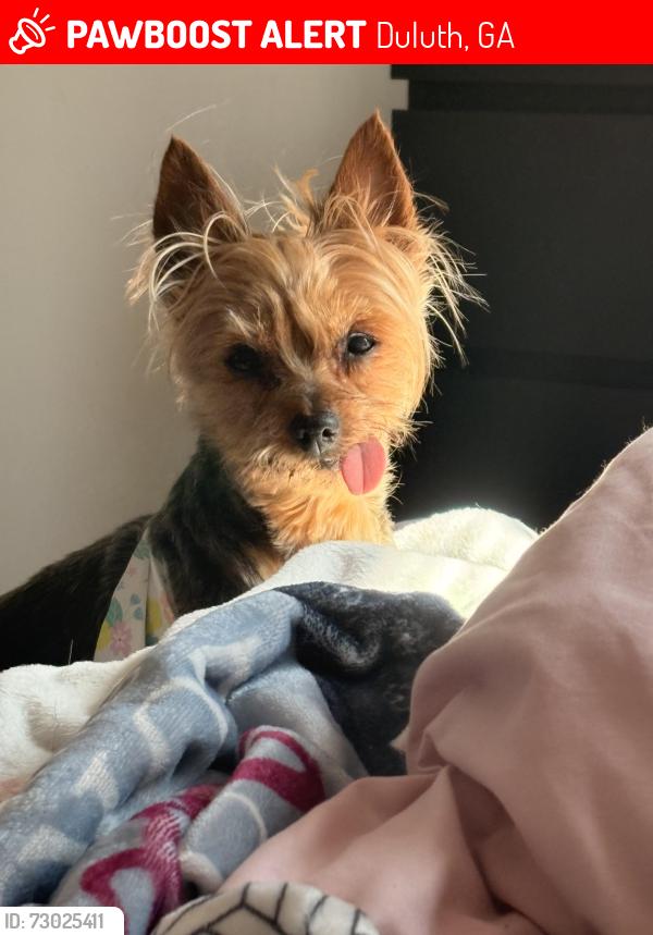 Lost Female Dog last seen Near Willow Trail Pkwy Norcross, GA  30093 United States, Duluth, GA 30098
