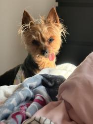 Lost Female Dog last seen Near Willow Trail Pkwy Norcross, GA  30093 United States, Duluth, GA 30098