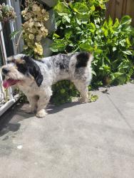 Found/Stray Male Dog last seen Baseline and sycamore, Rialto, CA 92376
