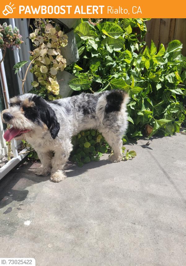 Found/Stray Male Dog last seen Baseline and sycamore, Rialto, CA 92376
