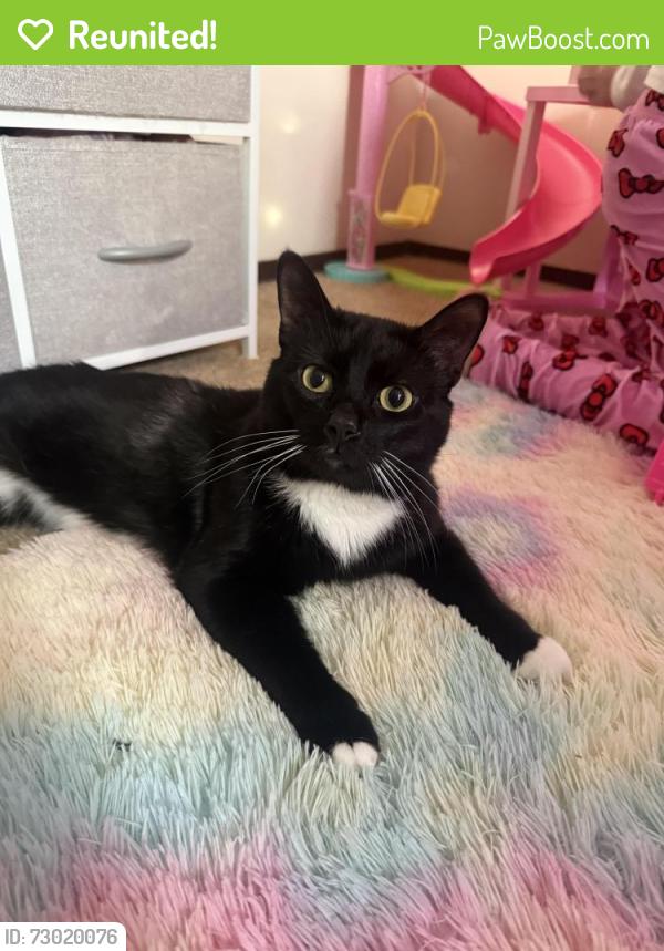 Reunited Male Cat last seen Windmill dr & Milford ave , Marysville, OH 43040