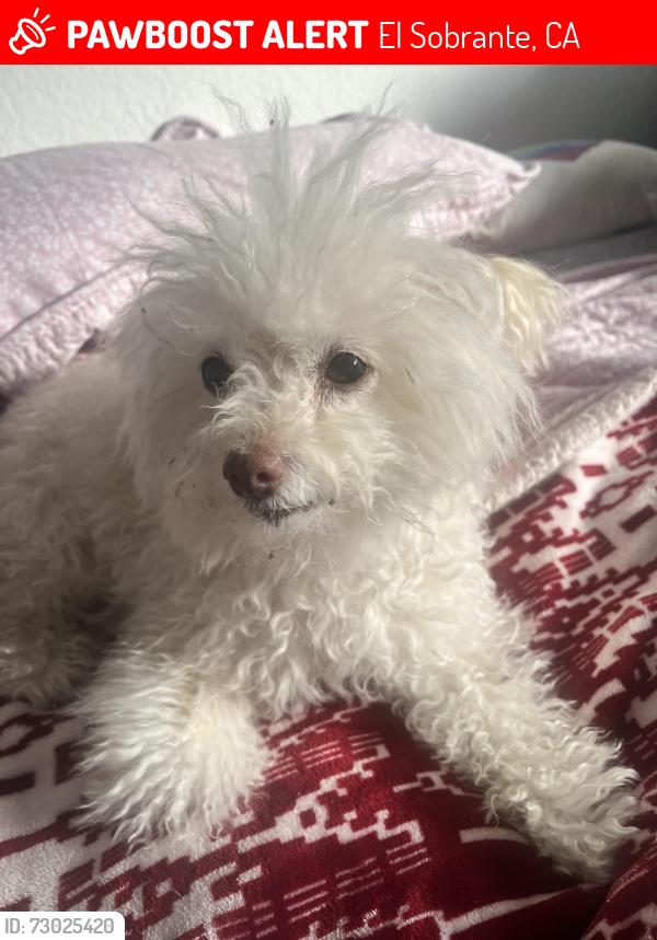 Lost Female Dog last seen Valley View and San Pablo Dam Road, El Sobrante, CA 94803