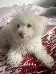 Lost Female Dog last seen Valley View and San Pablo Dam Road, El Sobrante, CA 94803