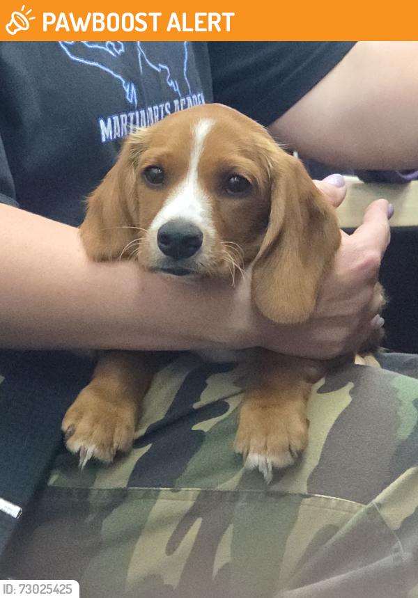 Found/Stray Female Dog last seen Foothill, Rancho Cucamonga, CA 91730