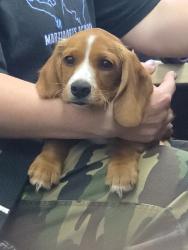 Found/Stray Female Dog last seen Foothill, Rancho Cucamonga, CA 91730
