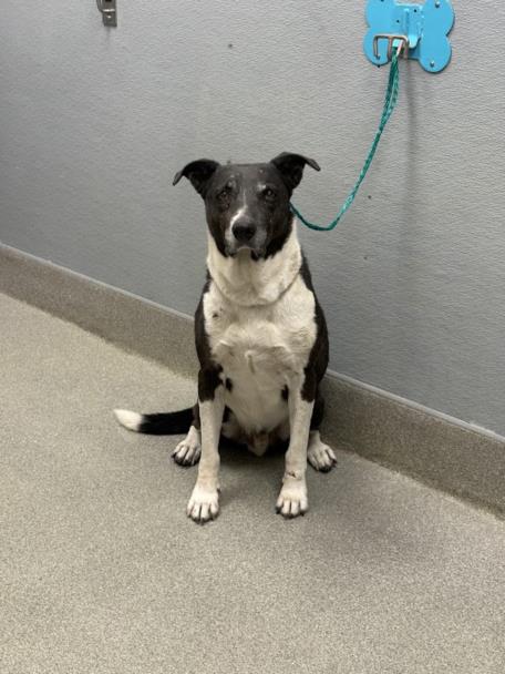 Shelter Stray Male Dog last seen Near BLOCK E LAKE MEAD BLVD, LAS VEGAS NV 89156, 655 N Mojave Rd, Las Vegas, NV 89101, USA