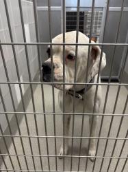Shelter Stray Male Dog last seen Near BLOCK DUVAL DR, LAS VEGAS NV 89156, 655 N Mojave Rd, Las Vegas, NV 89101, USA