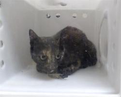 Shelter Stray Female Cat last seen Near BLOCK W CUSTER PL, DENVER CO 80219, 1241 W Bayaud Ave, Denver, CO 80223, USA