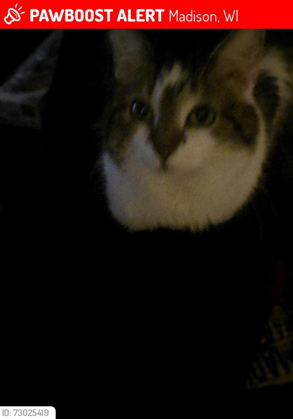 Lost Female Cat last seen Shopko and Aberg, Madison, WI 53704