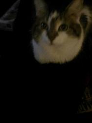 Lost Female Cat last seen Shopko and Aberg, Madison, WI 53704