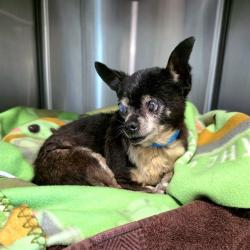 Shelter Stray Male Dog last seen Near BLK W 67TH WAY, LONG BEACH, CA 90805, 7700 E Spring St, Long Beach, CA 90815, USA