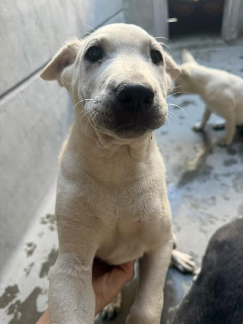 Shelter Stray Male Dog last seen , 11361 W Pico Blvd, Los Angeles, CA 90064, USA