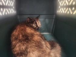 Shelter Stray Female Cat last seen Near BLOCK CENTRAL AVE N, KENT WA 98032, 21615 64th Ave S, Kent, WA 98032, USA