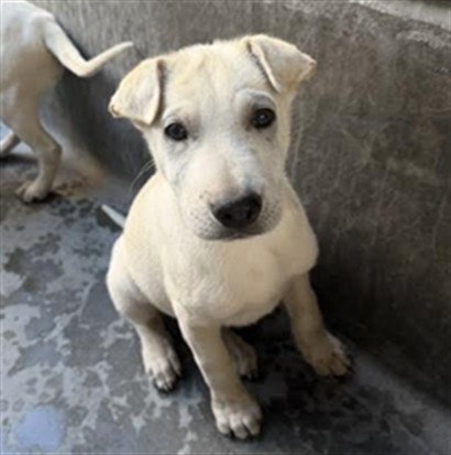 Shelter Stray Male Dog last seen , 11361 W Pico Blvd, Los Angeles, CA 90064, USA