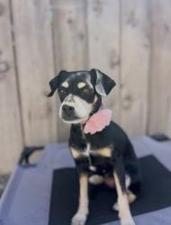 Reunited Female Dog last seen Conrad Ave. and New Haven Rd. In Clairemont, San Diego, CA 92117