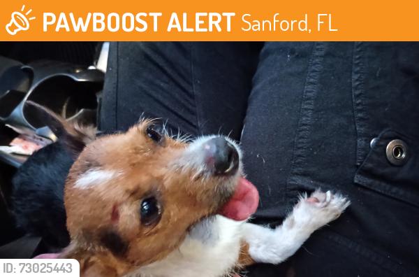 Found/Stray Female Dog last seen Sanford Ave and Lemon St - Sanford, FL 32771, Sanford, FL 32773