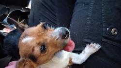 Found/Stray Female Dog last seen Sanford Ave and Lemon St - Sanford, FL 32771, Sanford, FL 32773