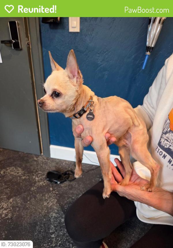 Reunited Male Dog last seen Rainier Bldg at Point Ruston, Tacoma, WA 98407