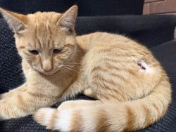 Found/Stray Male Cat last seen Near Rasdall Park, Beverly Hills, NSW 2209