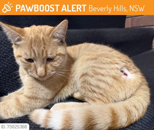 Found/Stray Male Cat last seen Near Rasdall Park, Beverly Hills, NSW 2209