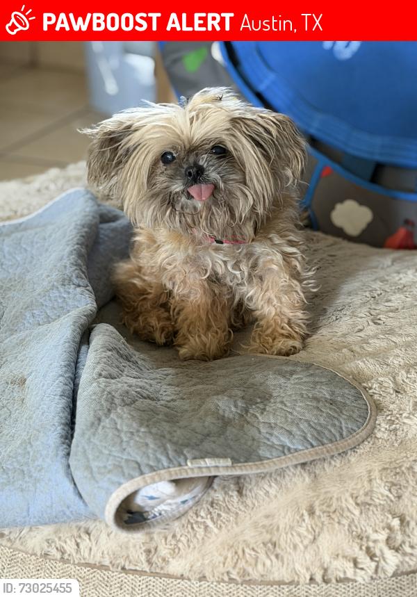 Lost Female Dog last seen Schebler St , Austin, TX 78617