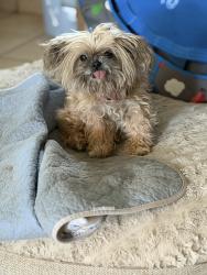 Lost Female Dog last seen Schebler St , Austin, TX 78617