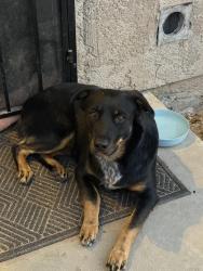 Lost Female Dog last seen Near la Paz dr, Victorville, CA 92395