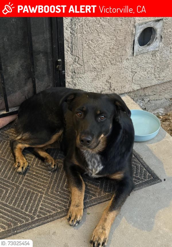 Lost Female Dog last seen Near la Paz dr, Victorville, CA 92395