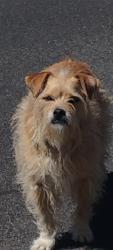 Lost Male Dog last seen winco area, Oregon City, OR 97045
