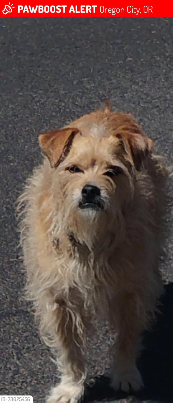 Lost Male Dog last seen winco area, Oregon City, OR 97045