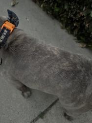 Reunited Male Dog last seen Shirley Ave & Sherman Way, Los Angeles, CA 91335, USA, Los Angeles, CA 91335