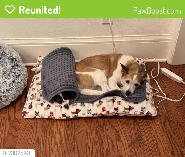 Reunited Female Dog last seen Colusa Ave, Berkeley, CA 94707