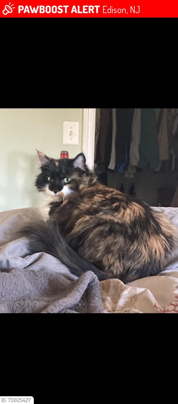 Lost Female Cat last seen Pine street, Edison, NJ 08817