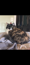 Lost Female Cat last seen Pine street, Edison, NJ 08817