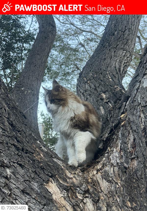 Lost Male Cat last seen Behind Loma Palisades, San Diego, CA 92110