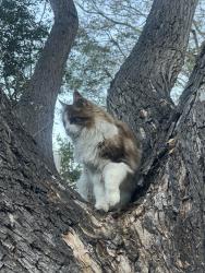 Lost Male Cat last seen Behind Loma Palisades, San Diego, CA 92110