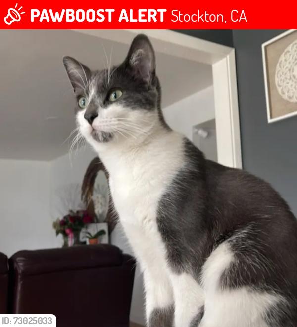 Lost Male Cat last seen E el campo ave Stockton ca, Stockton, CA 95207