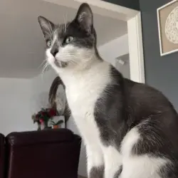 Lost Male Cat last seen E el campo ave Stockton ca, Stockton, CA 95207