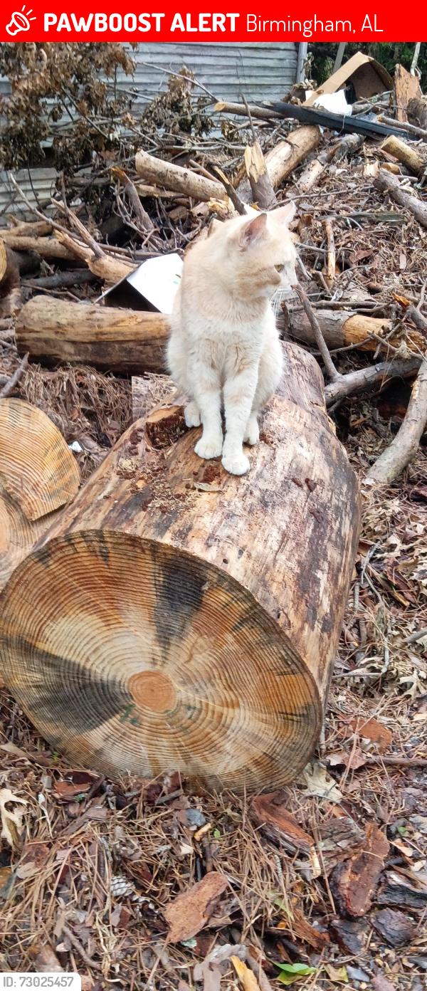 Lost Male Cat last seen 48th St & Avenue R, Birmingham, AL 35208