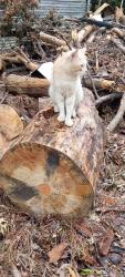 Lost Male Cat last seen 48th St & Avenue R, Birmingham, AL 35208