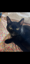 Lost Female Cat last seen 18th Place and Throop, Chicago, IL 60608