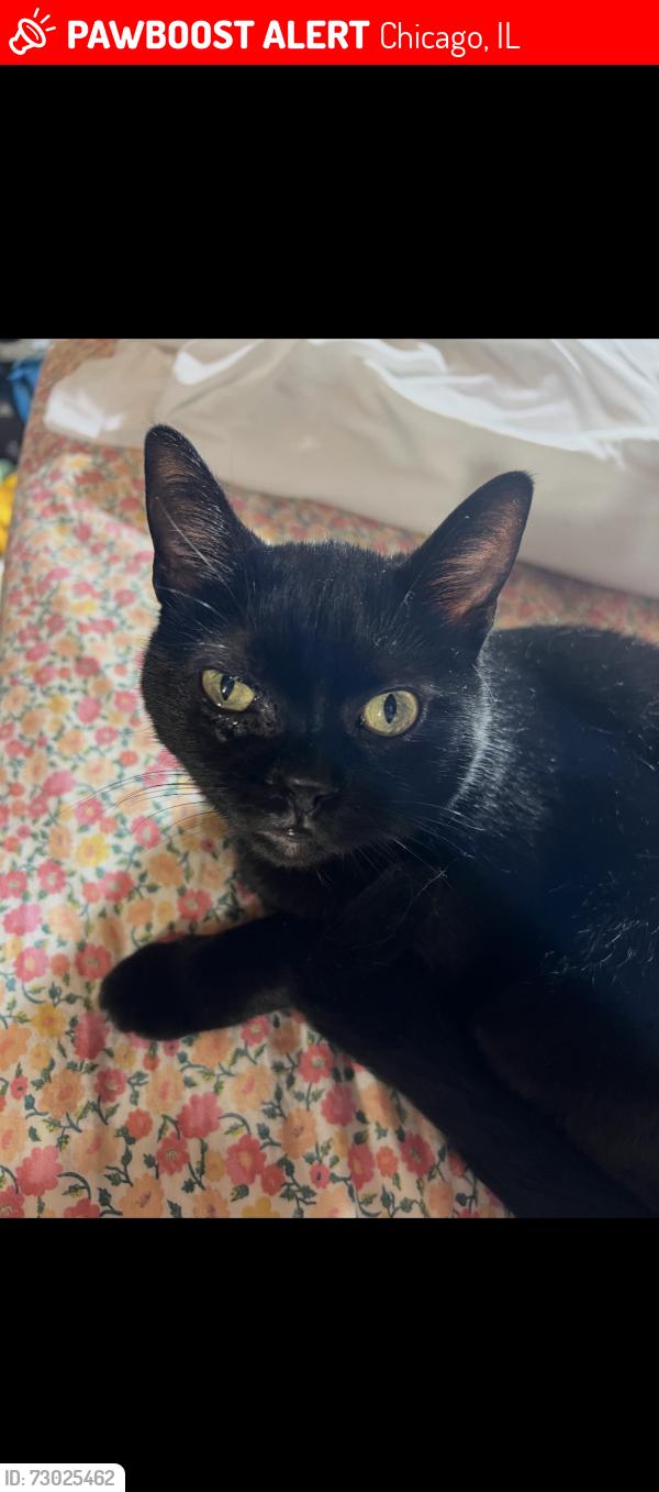Lost Female Cat last seen 18th Place and Throop, Chicago, IL 60608