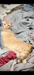 Lost Male Cat last seen Corner of Lonesome and Poteat Rd, Cedar Grove, NC 27231